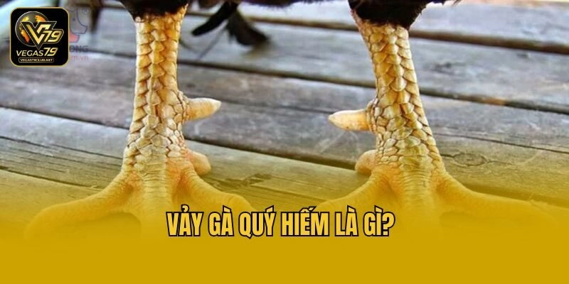 Vảy gà quý hiếm là gì?